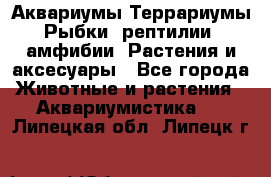 Аквариумы.Террариумы.Рыбки, рептилии, амфибии. Растения и аксесуары - Все города Животные и растения » Аквариумистика   . Липецкая обл.,Липецк г.